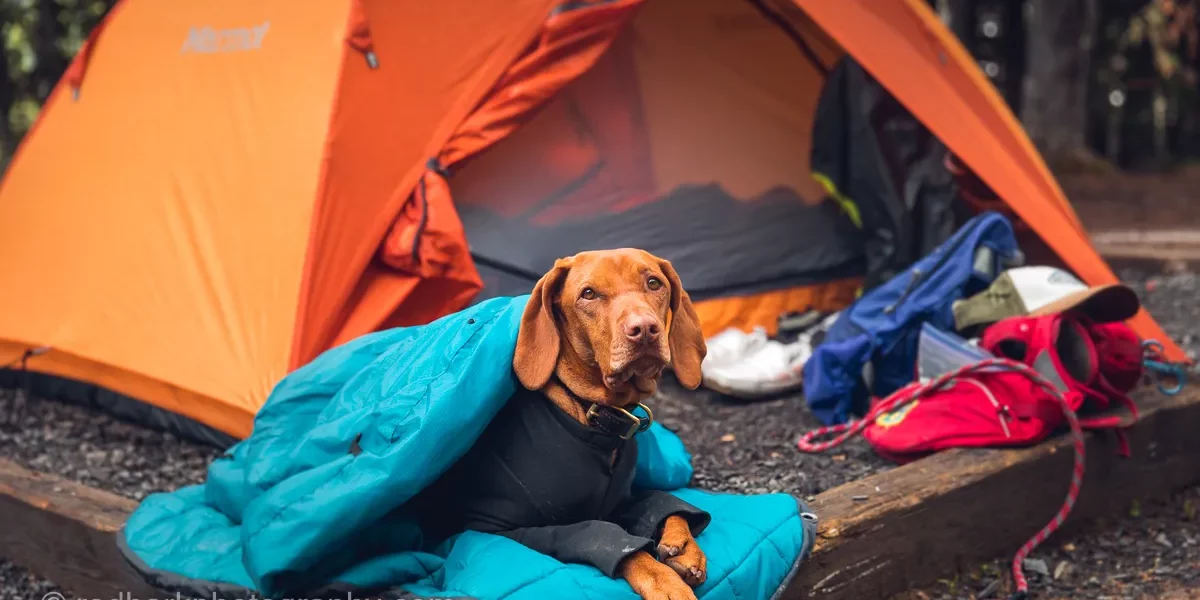 Camping with Dogs