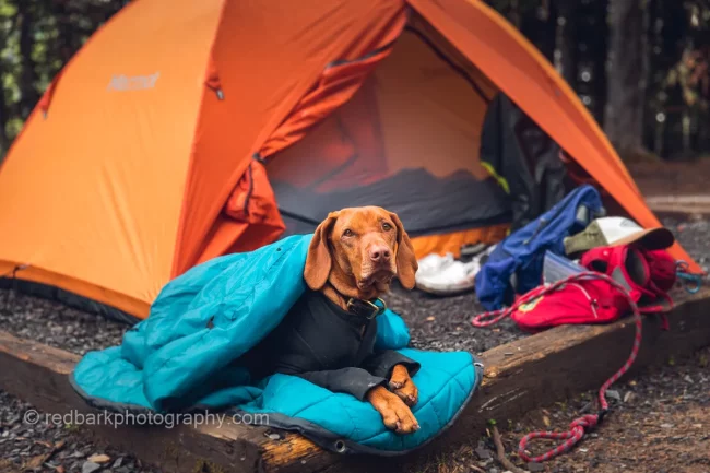 Camping with Dogs