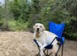 dog in chair