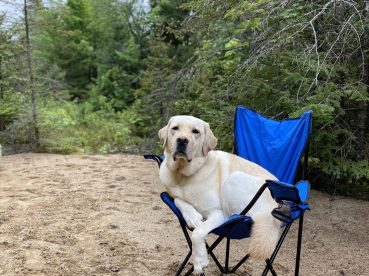 dog in chair