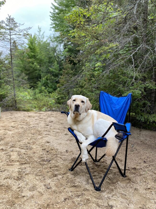 dog sitting in chair at Brennans Hill Camping and Cabins in Ontario dog in chair